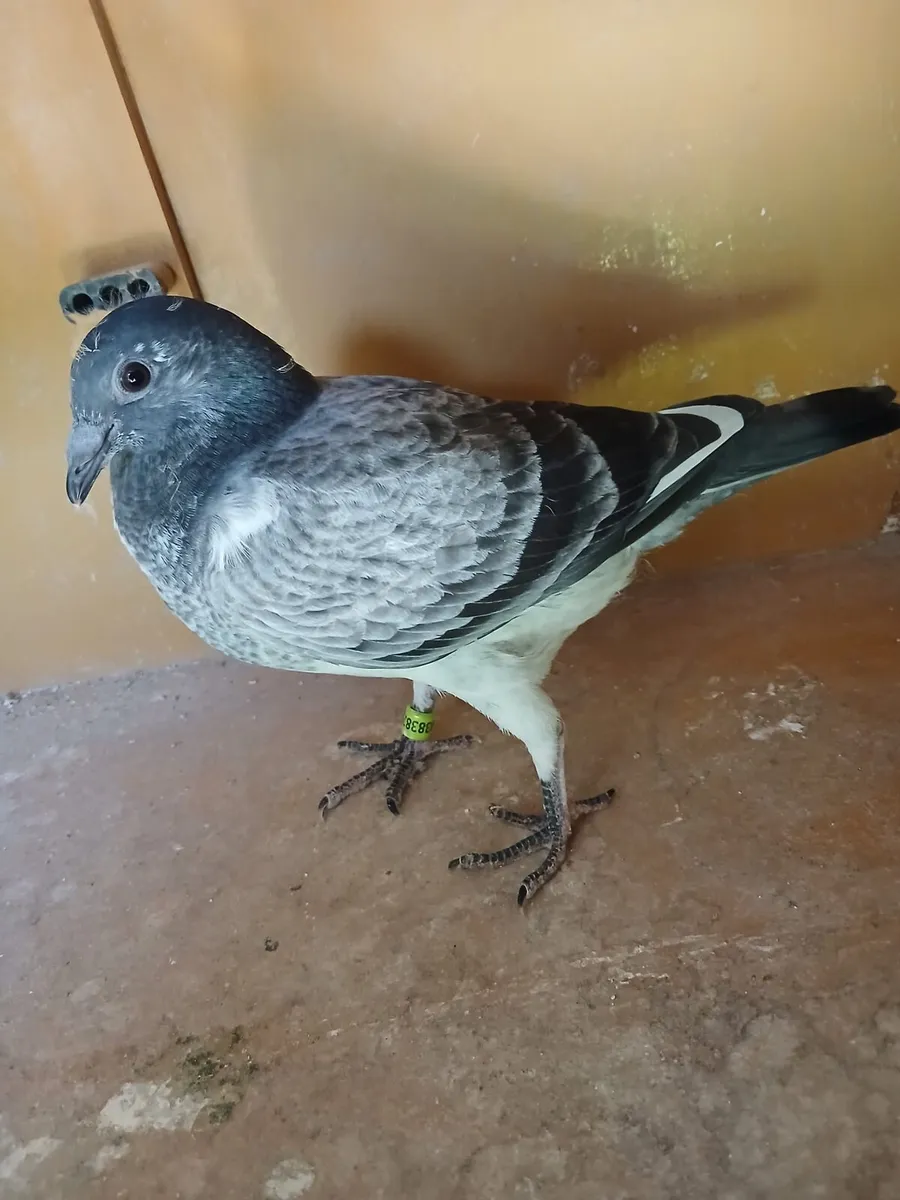 Grizzle Pidgeons - Image 2