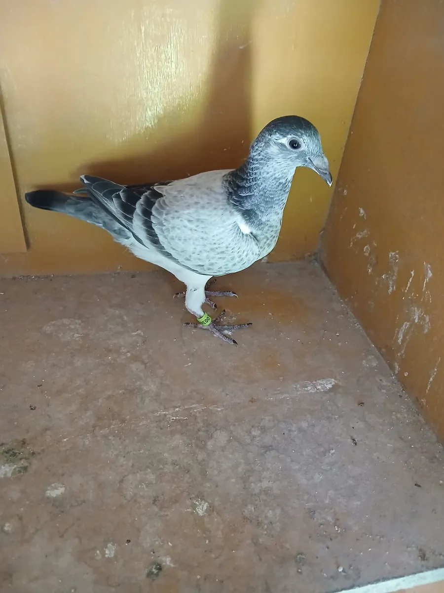 Grizzle Pidgeons - Image 3