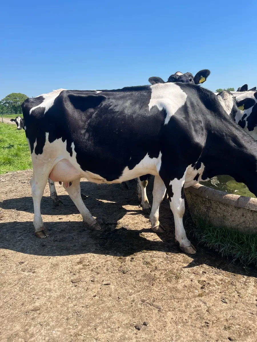 At Nenagh mart tomorrow - Image 1