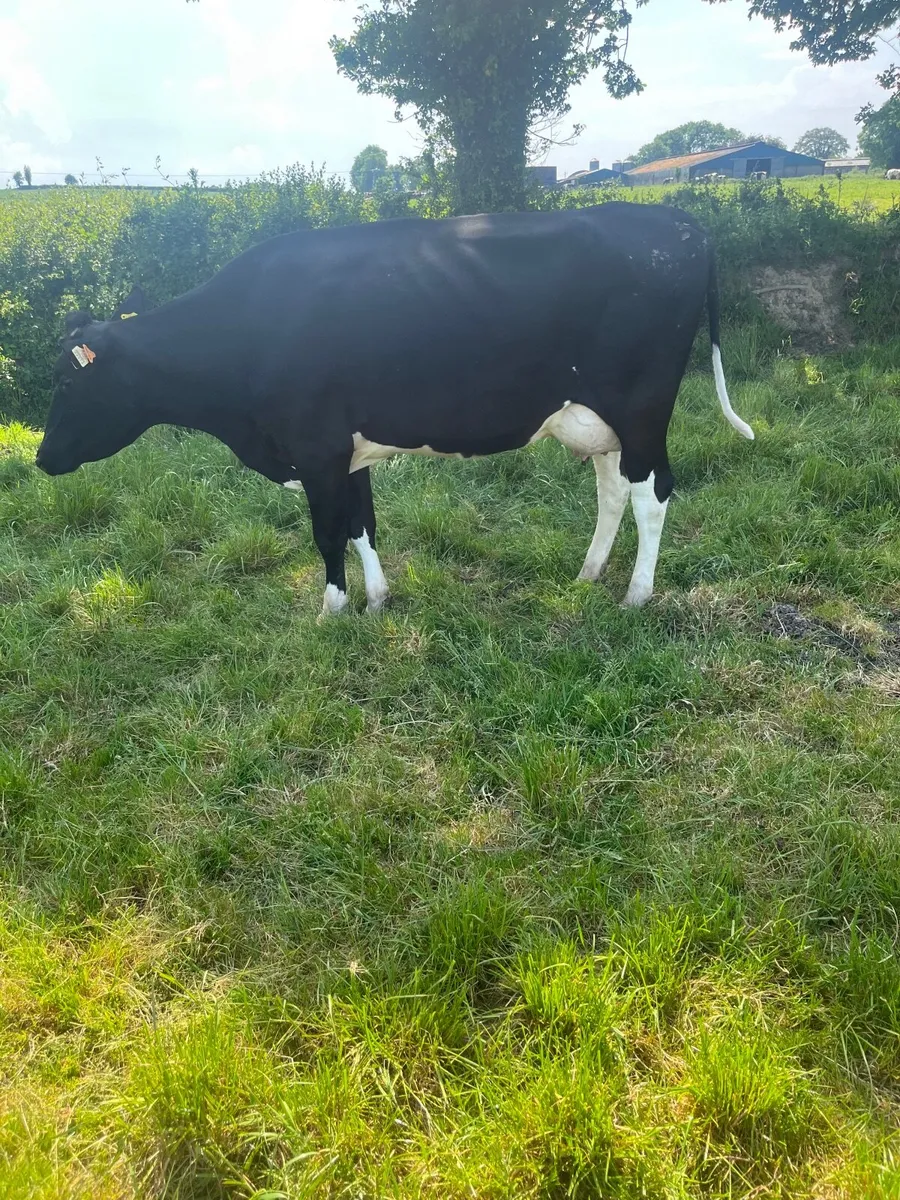 At Nenagh mart tomorrow - Image 2