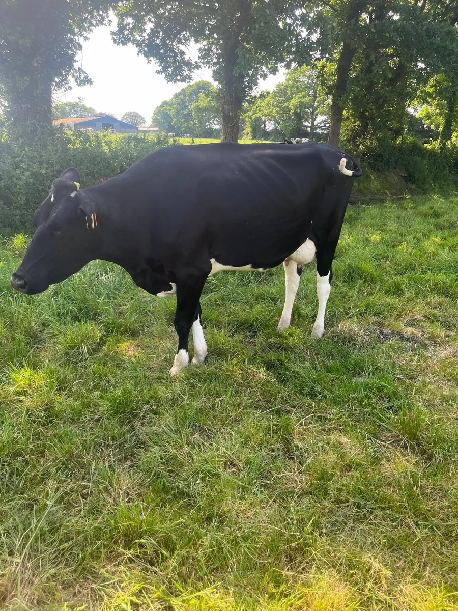 At Nenagh mart tomorrow - Image 4