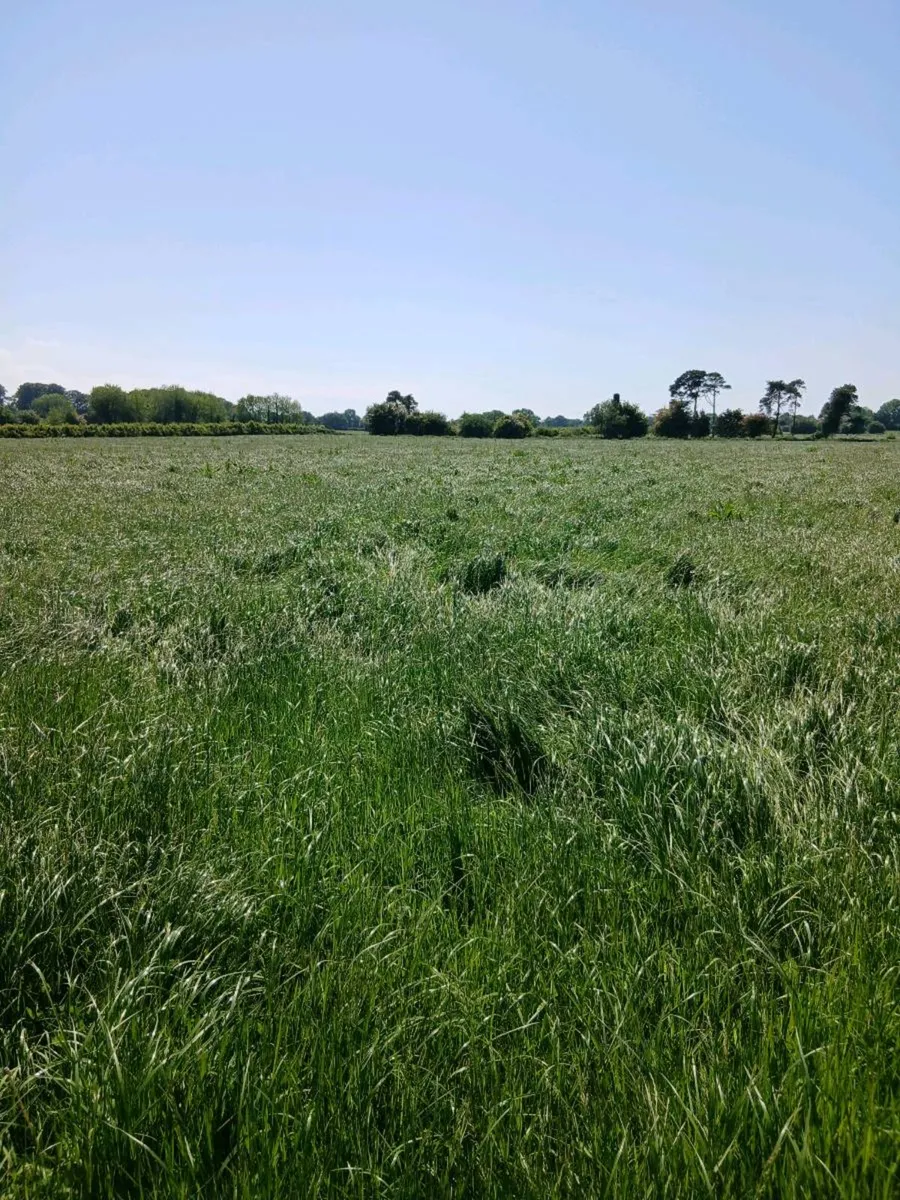 Grass for sale - Image 1