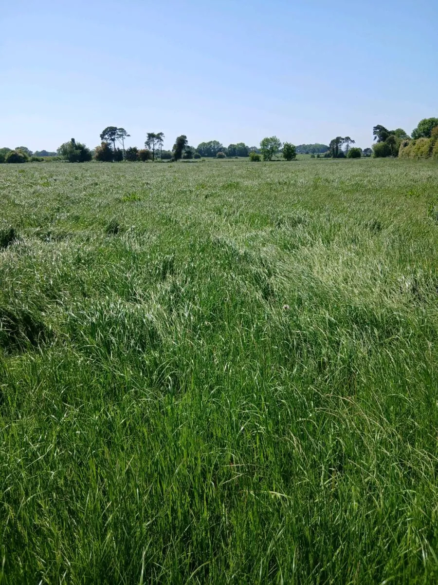 Grass for sale - Image 2