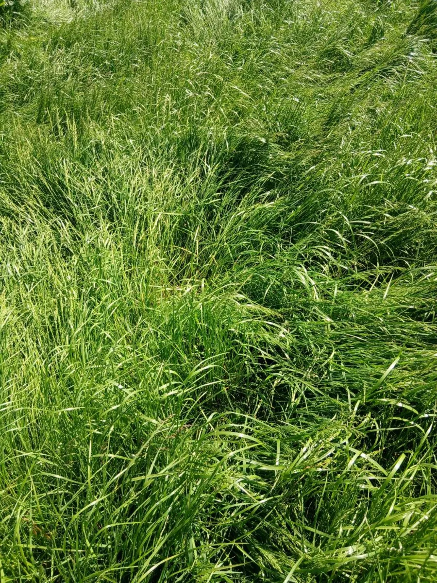 Grass for sale - Image 3