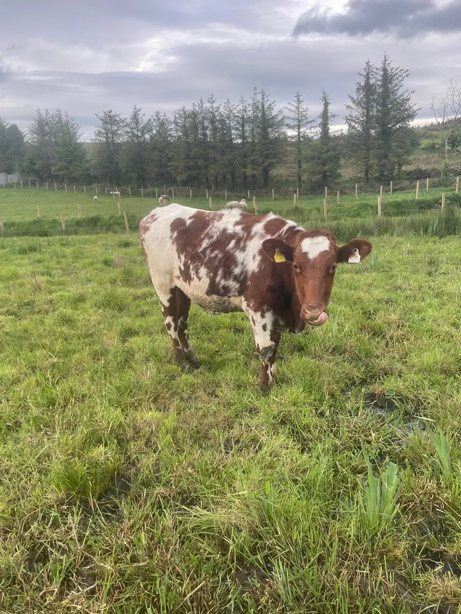 Dairy shorthorn heifers - Image 1