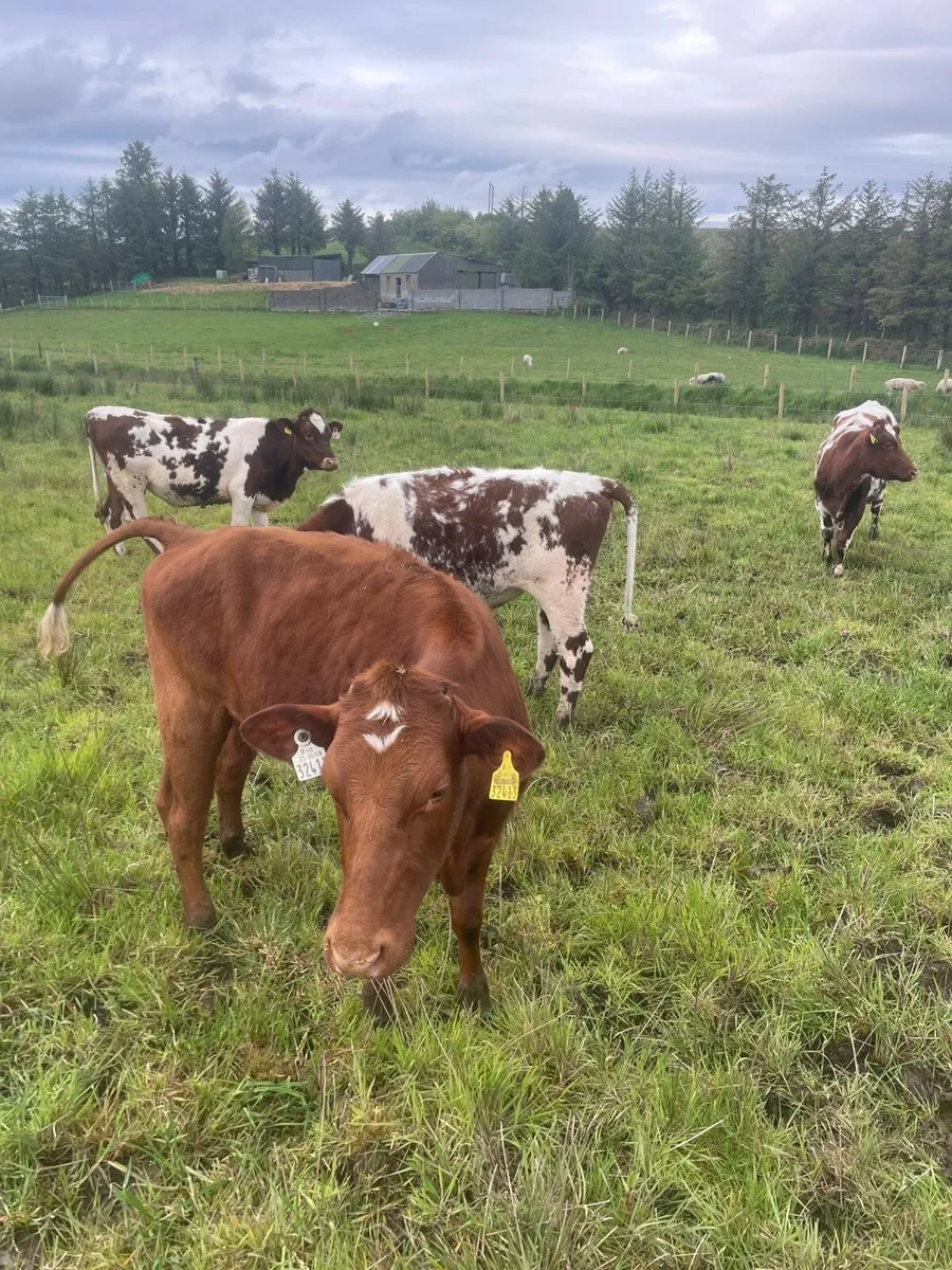 Dairy shorthorn heifers - Image 2