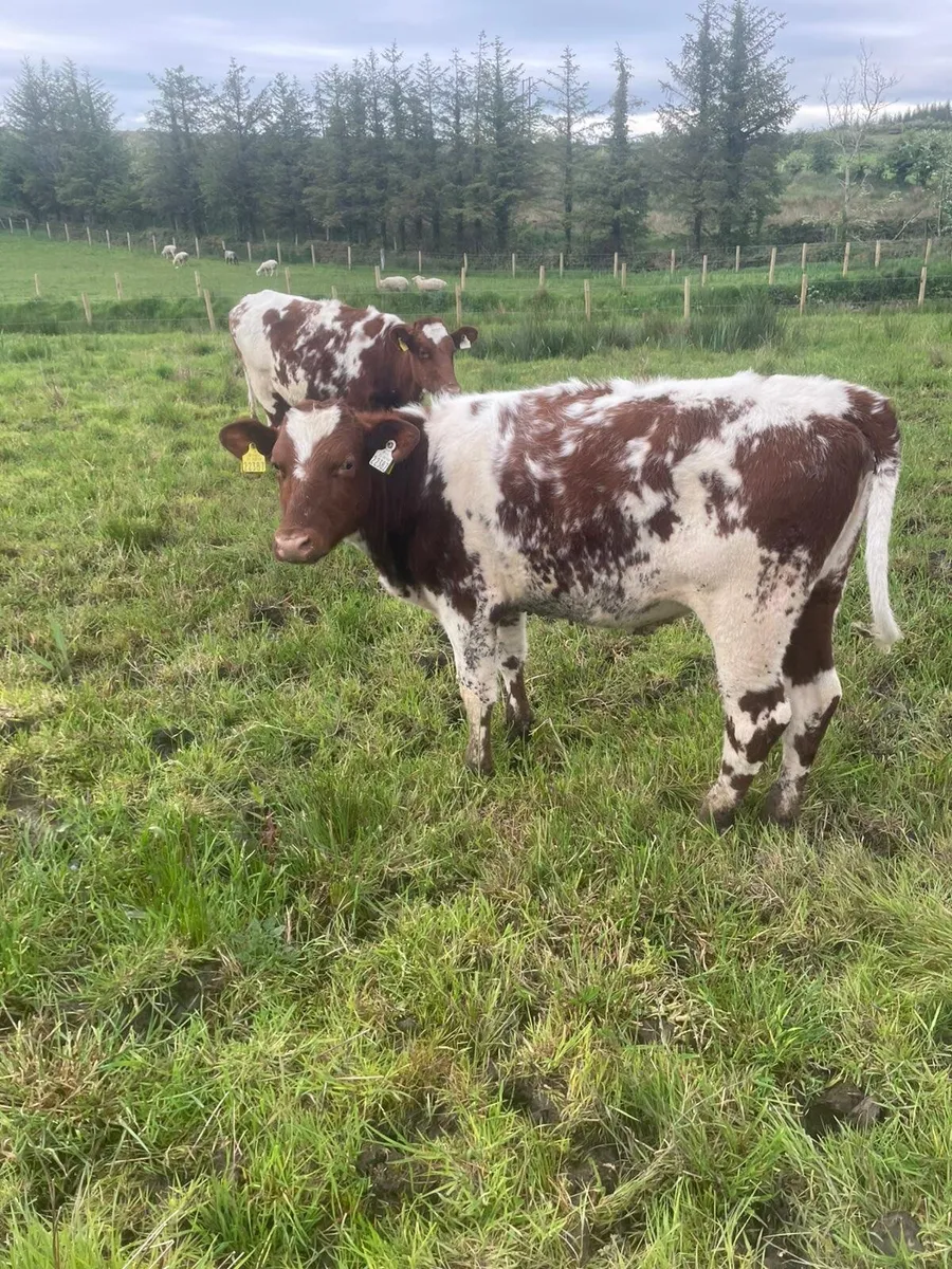 Dairy shorthorn heifers - Image 3