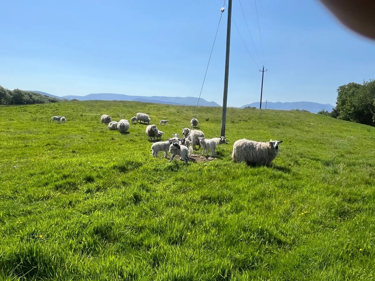 Ewes with lambs at foot - Image 1
