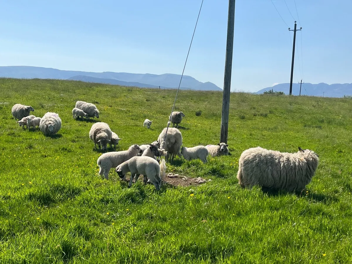 Ewes with lambs at foot - Image 2