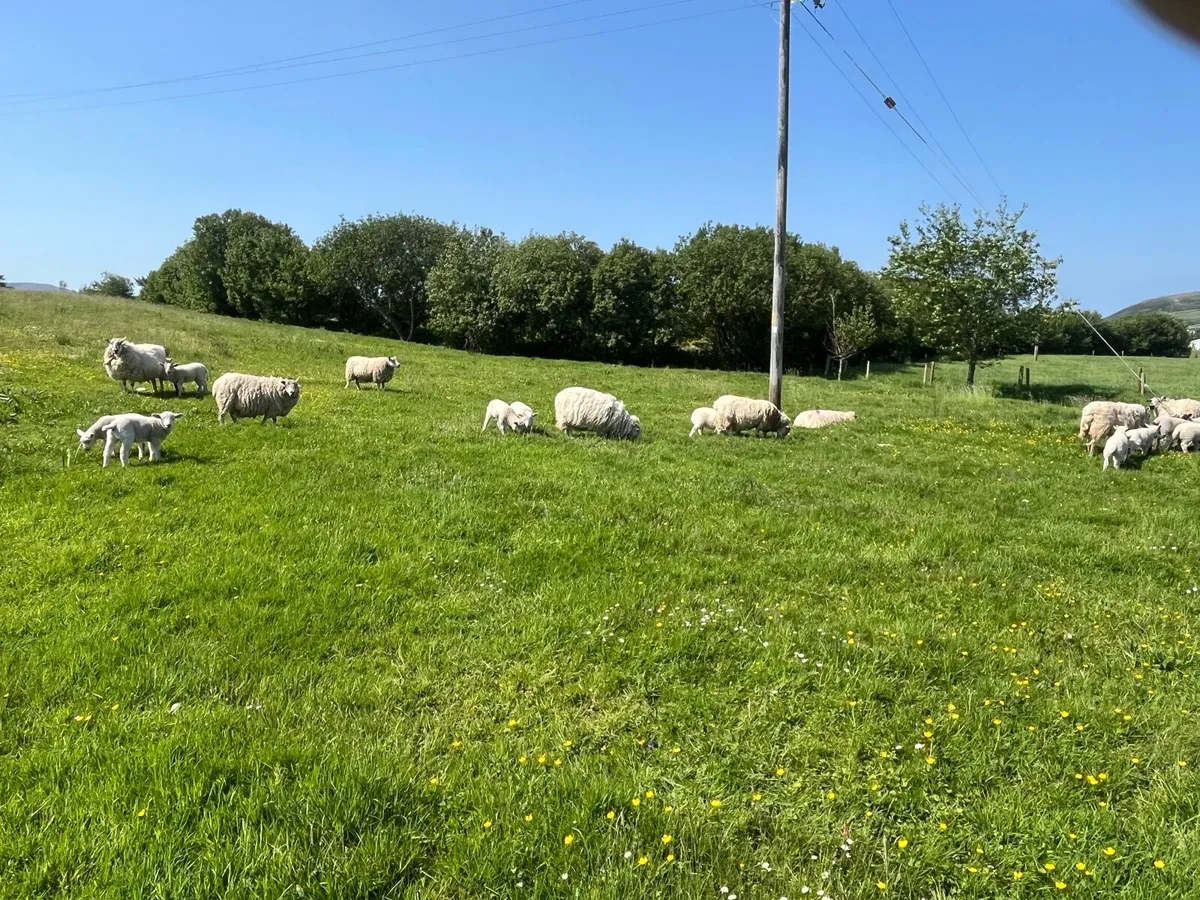 Ewes with lambs at foot - Image 3