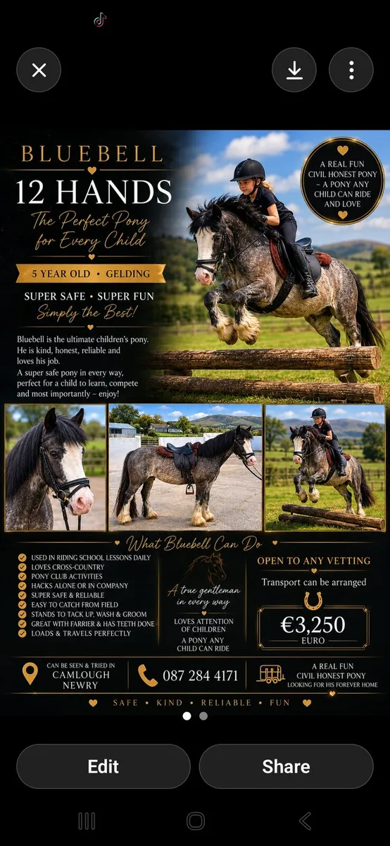 Perfect beginners pony - Image 1
