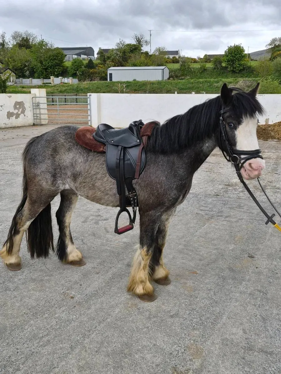 Perfect beginners pony - Image 2