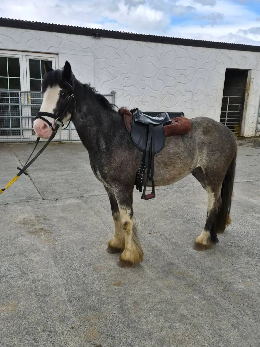Perfect beginners pony - Image 3