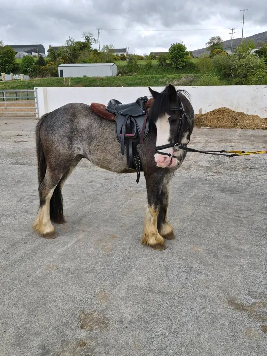 Perfect beginners pony - Image 4