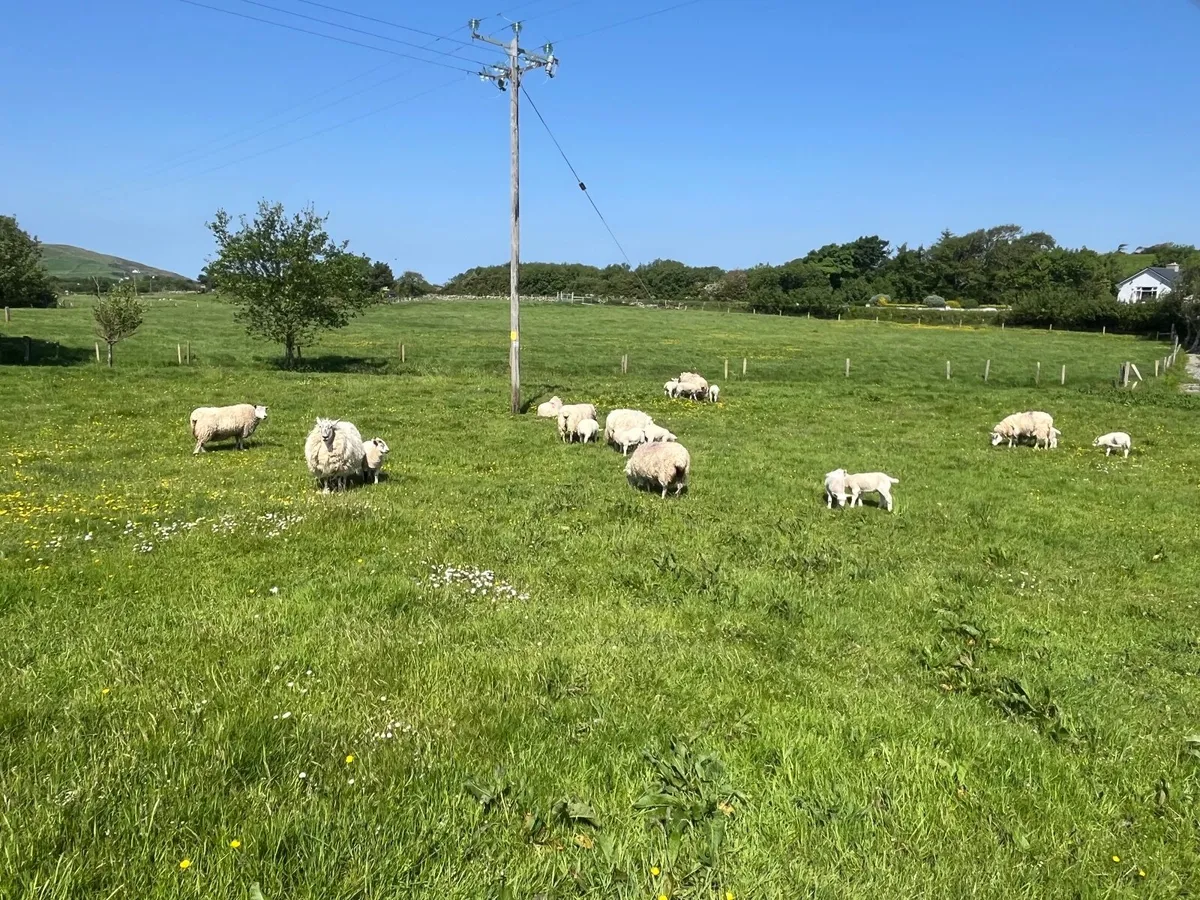Ewes with lambs at foot - Image 4