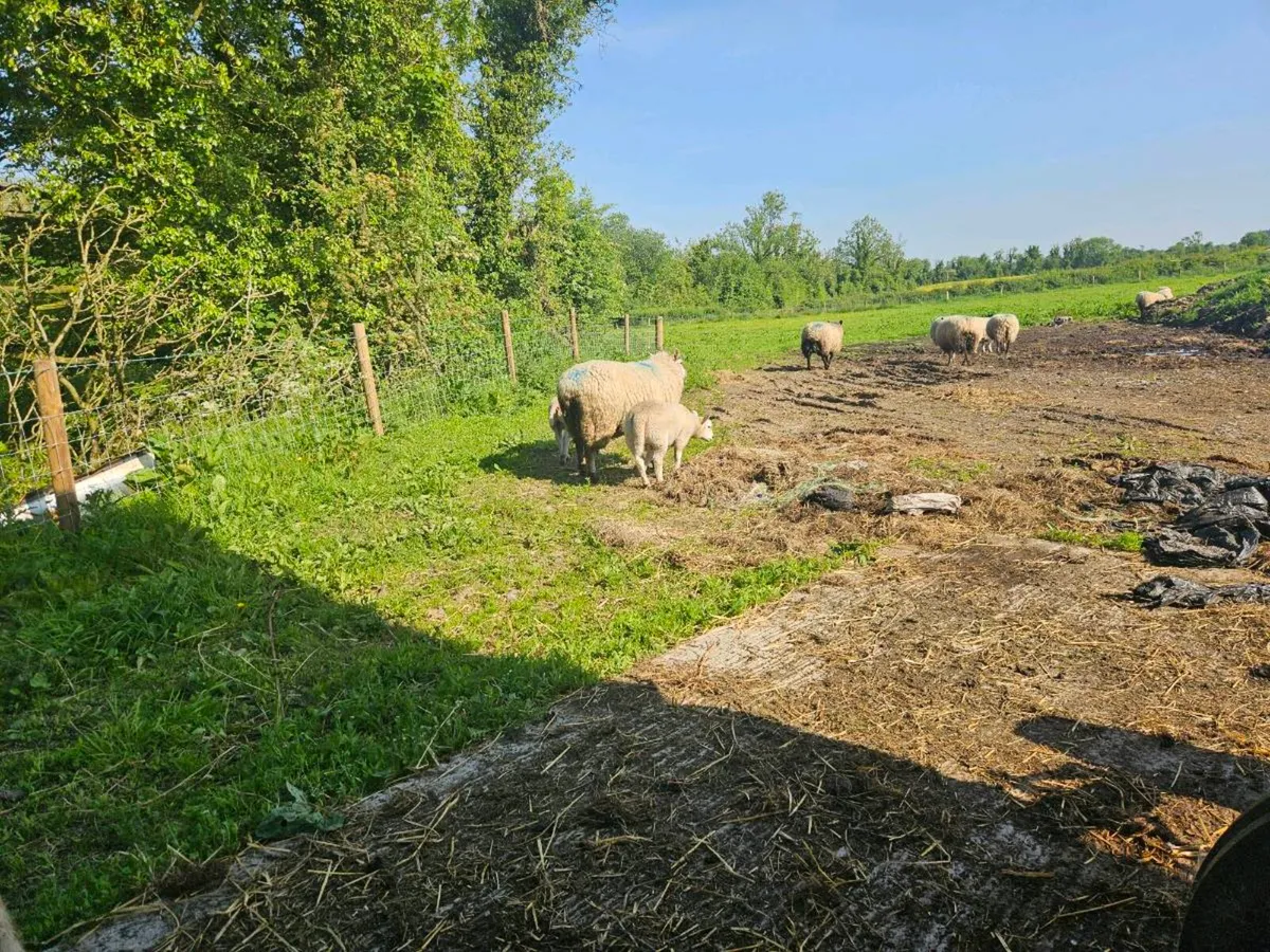 Sheep - Image 2