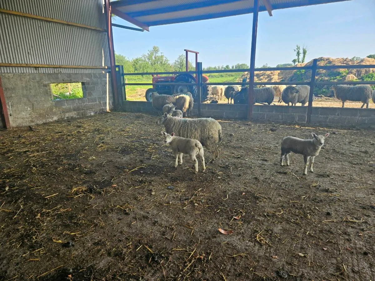 Sheep - Image 3