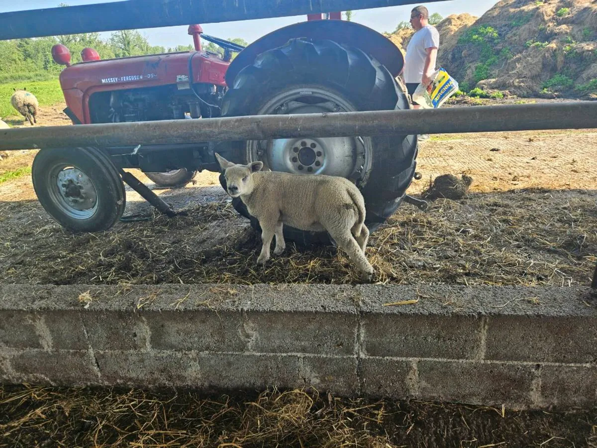 Sheep - Image 4