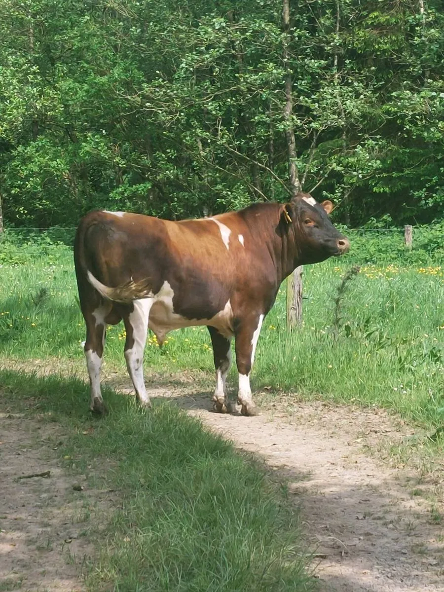Teaser bull