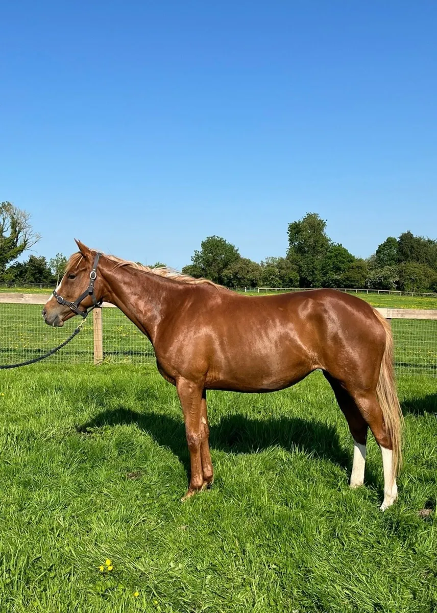 4 year of old thoroughbred filly - Image 2