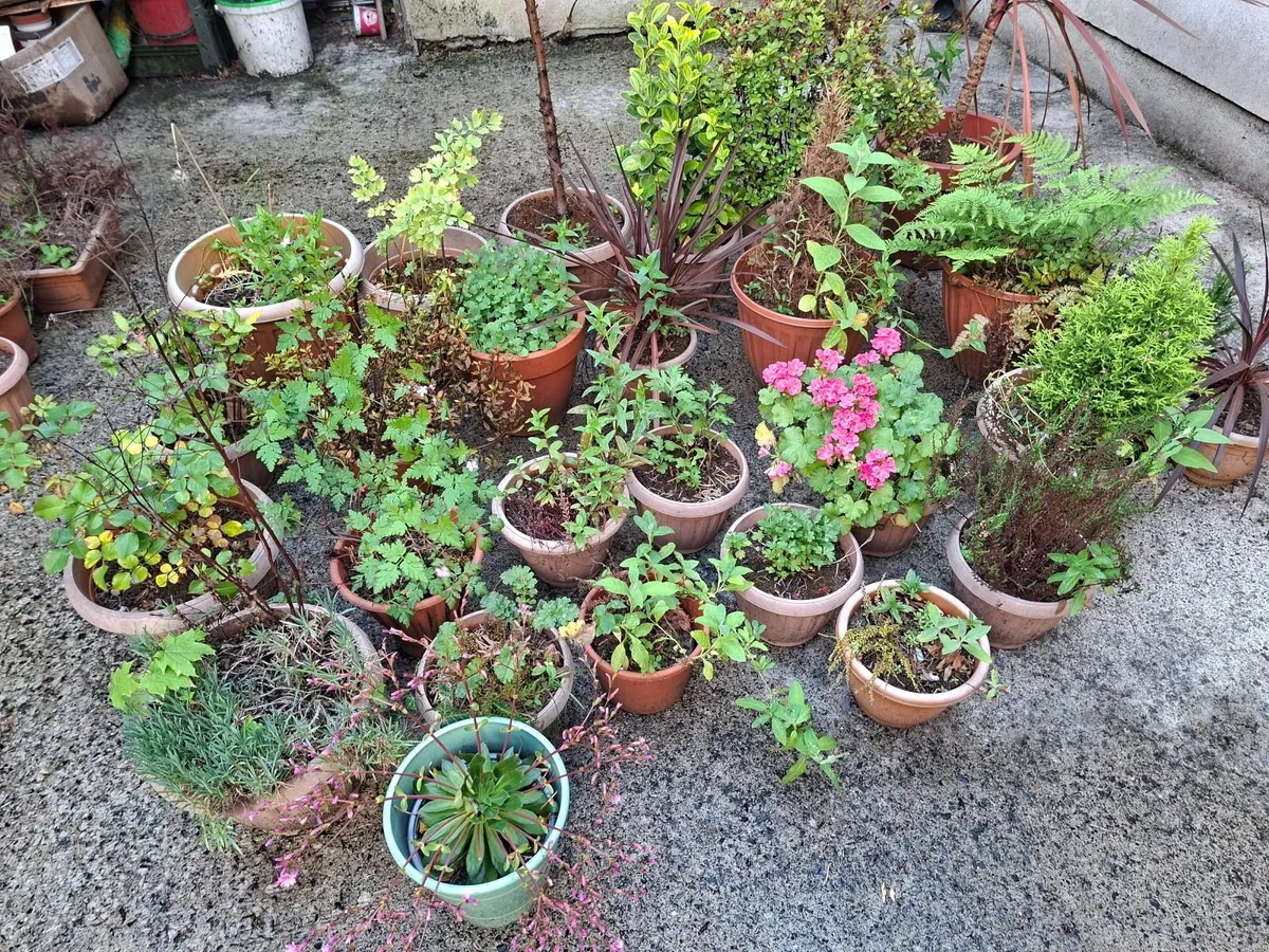 Potted Garden Plants - Image 1