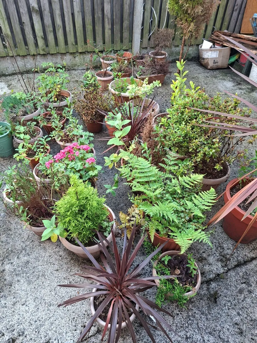 Potted Garden Plants - Image 2
