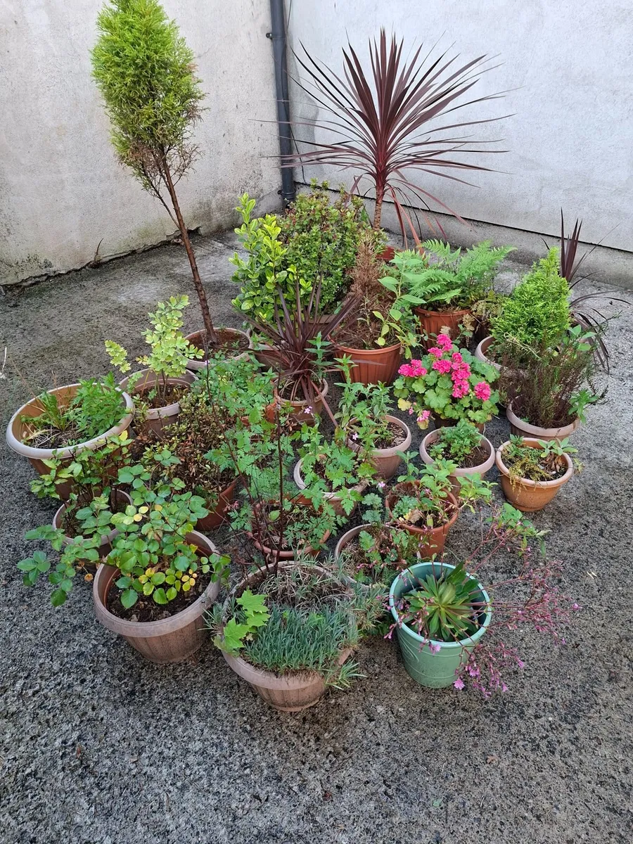 Potted Garden Plants - Image 4