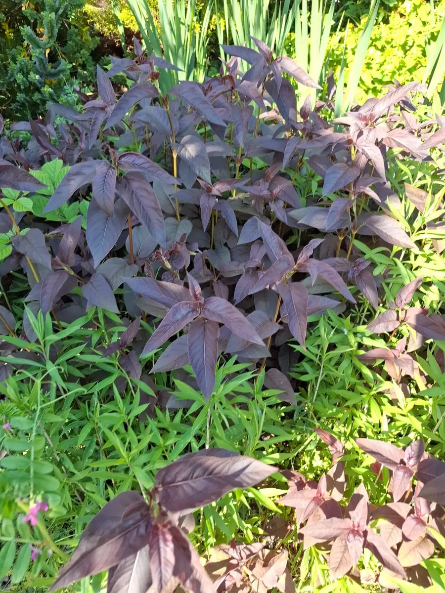 Garden plants - Image 3