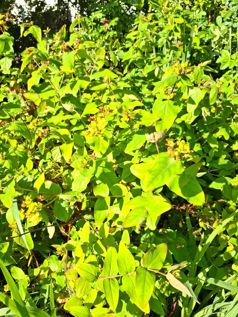 Garden plants - Image 4