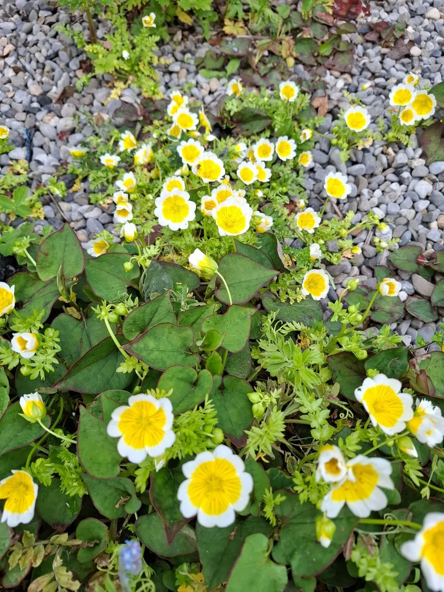Garden plants - Image 2