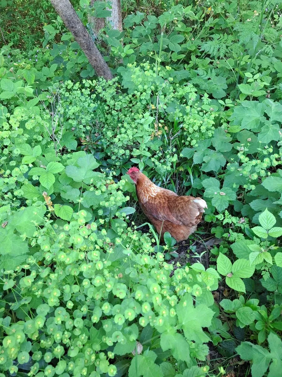 Garden plants - Image 1