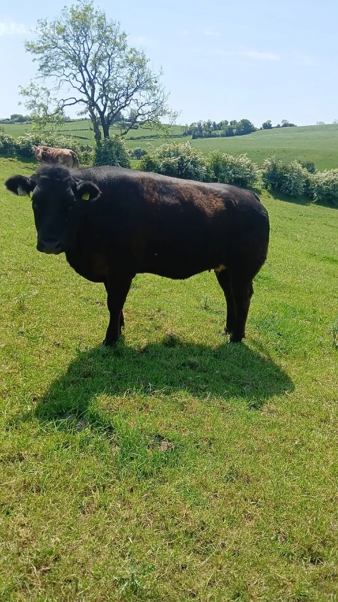 Livestock - Image 2