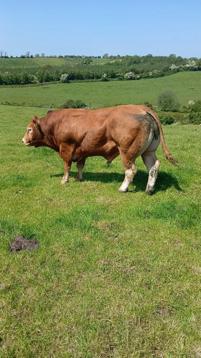 Livestock - Image 3