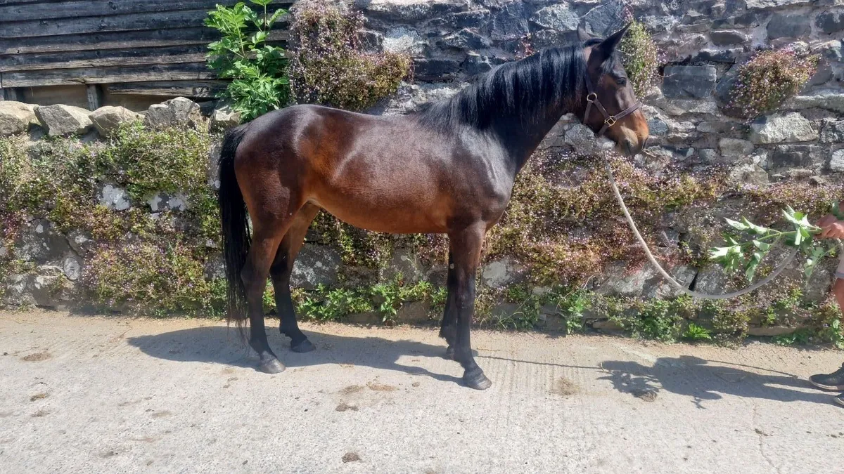 Pony - Image 3