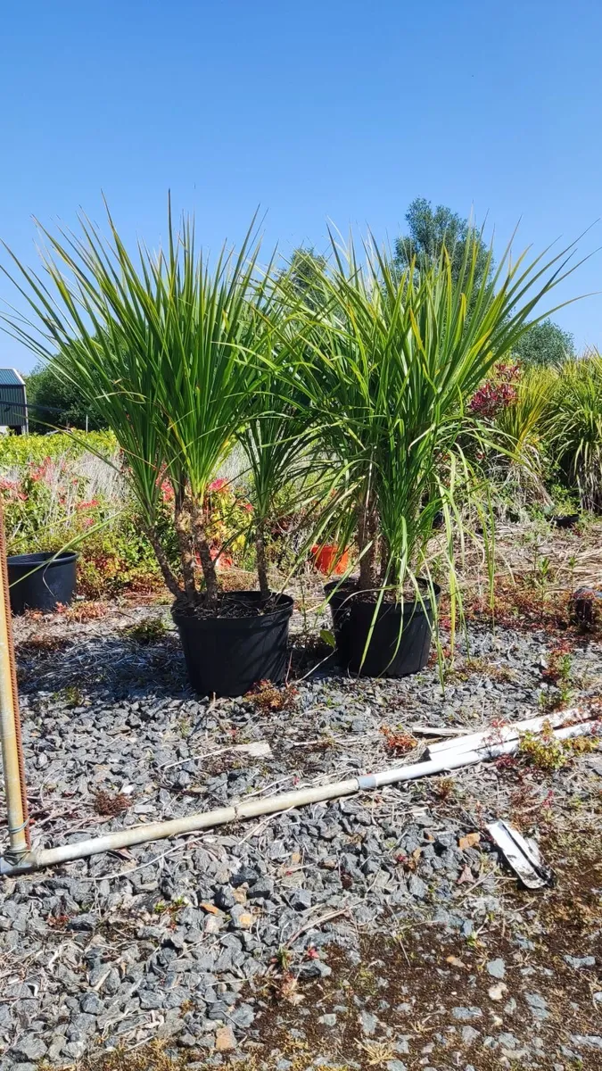 Cordyline trees