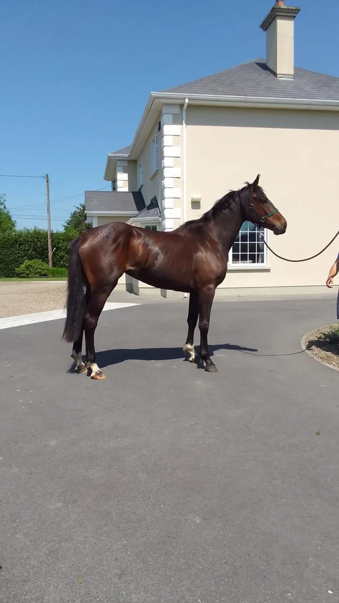 Two 3yr olds R.I.D Filly & Ish Filly - Image 2