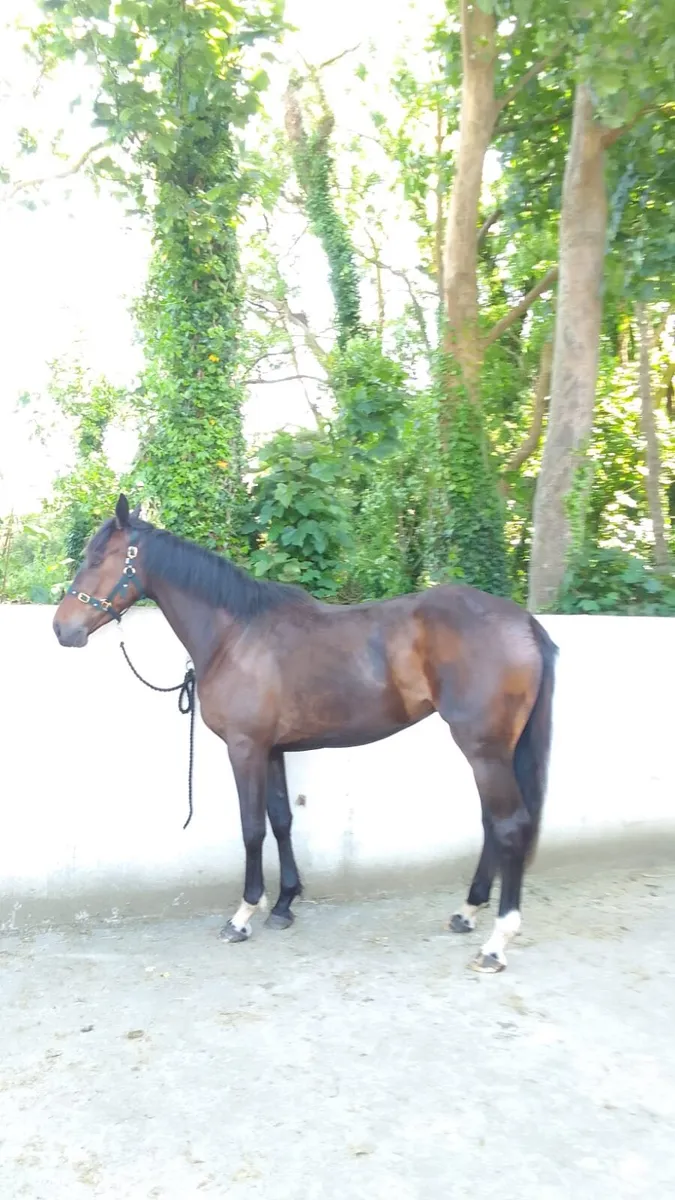 3yr old Ish Filly - Image 3