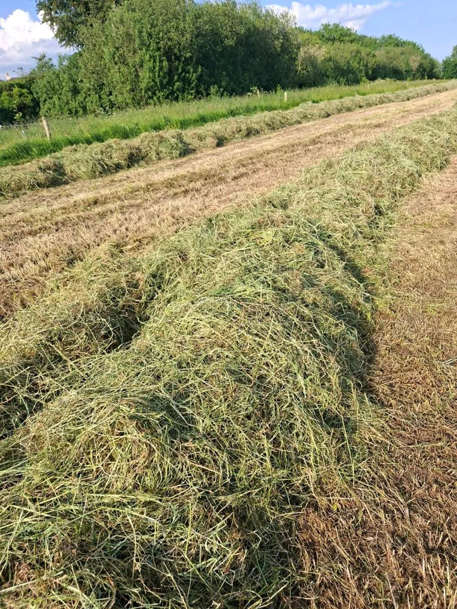 Silage Bales 2026 crop - Image 3