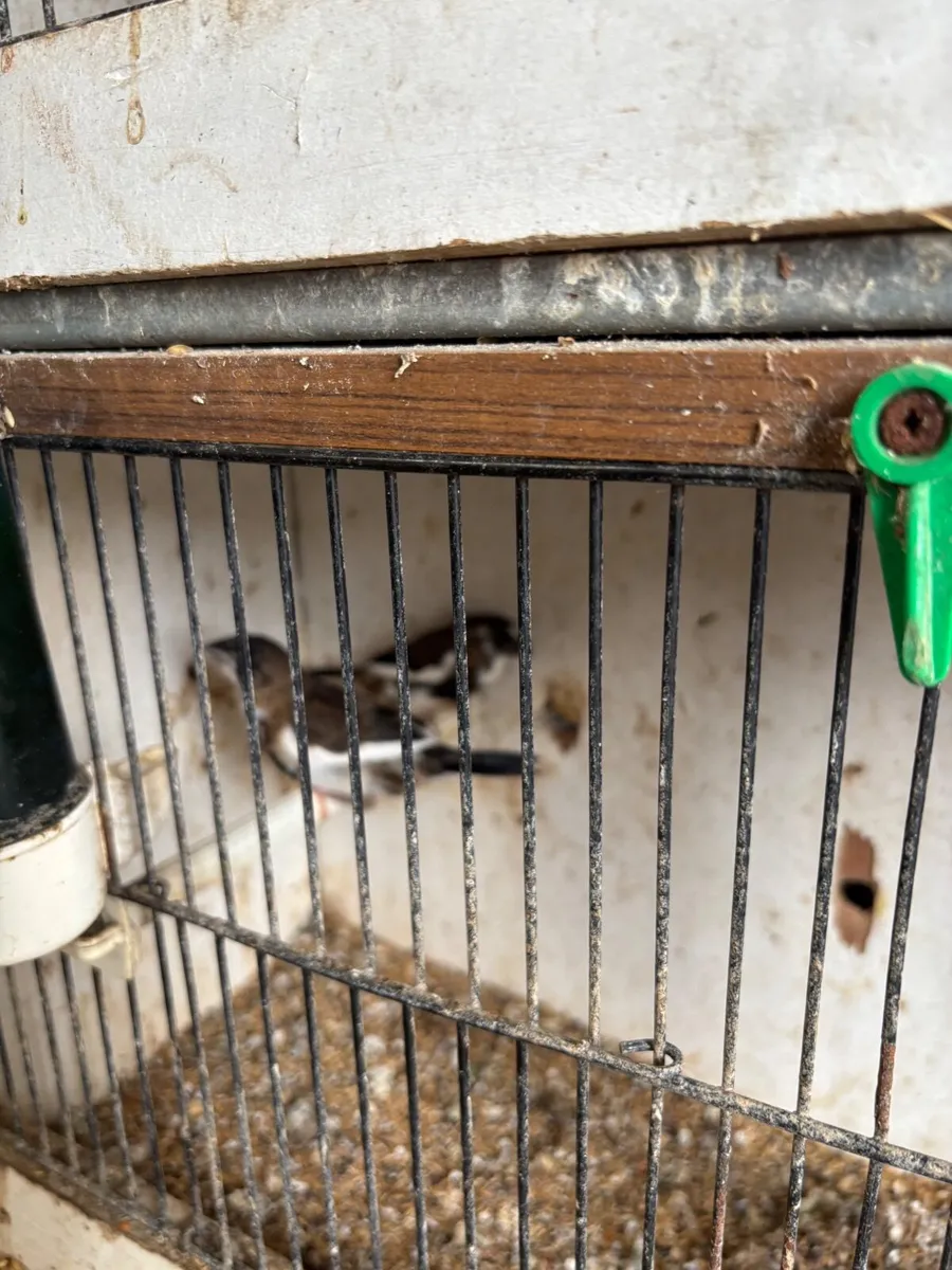 Animals - Image 1