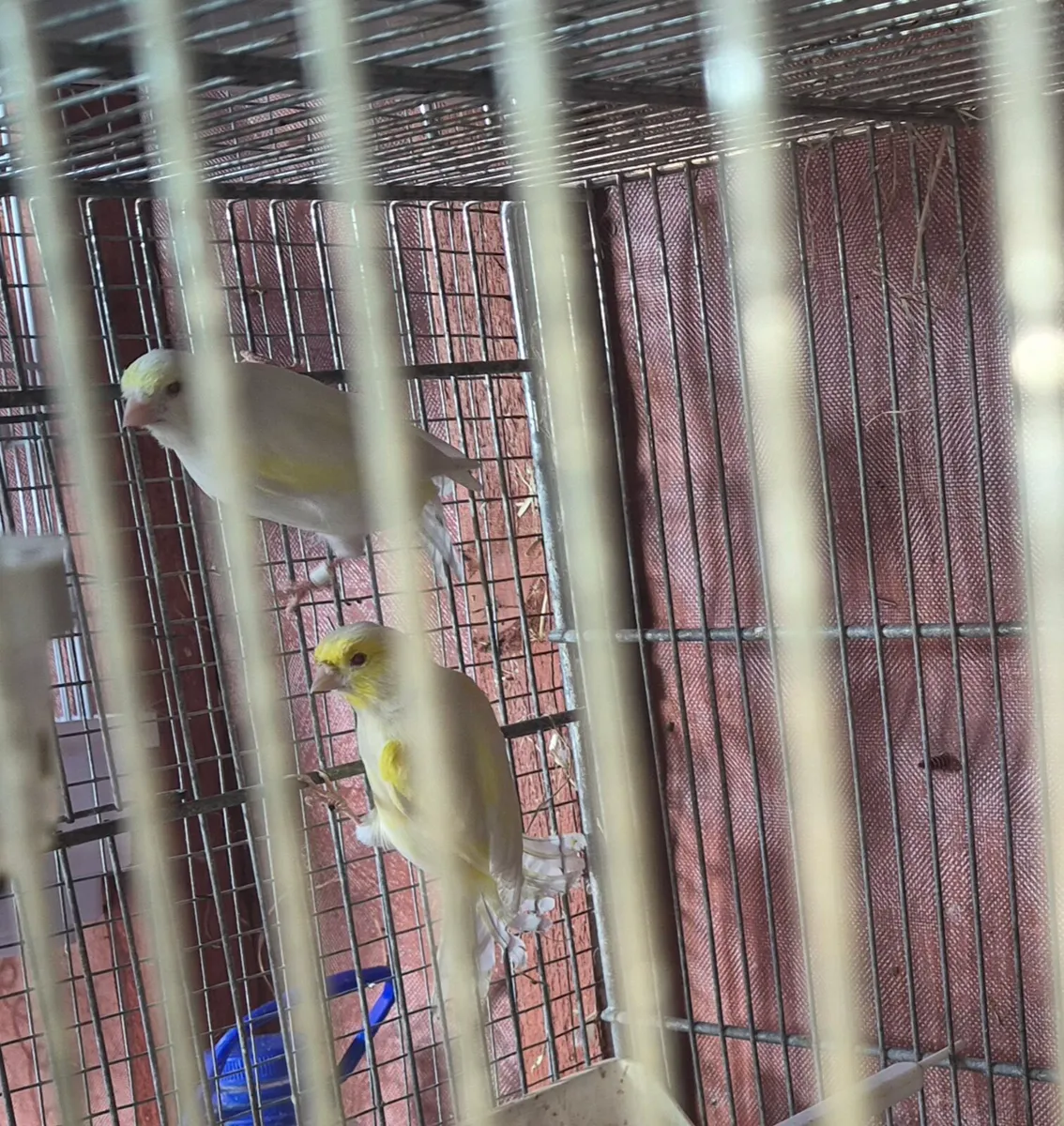 Birds and cages - Image 1