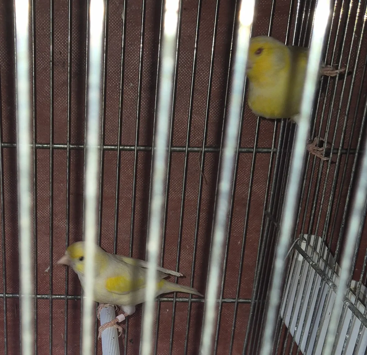 Birds and cages - Image 2