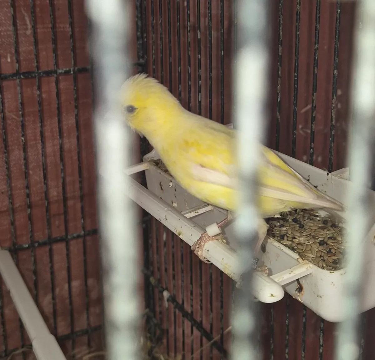 Birds and cages - Image 3