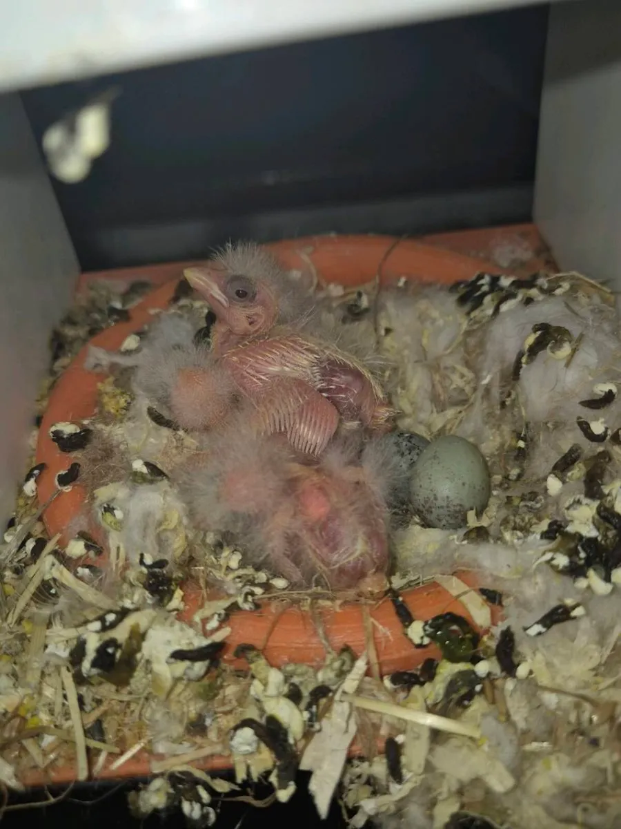 Birds and cages - Image 4