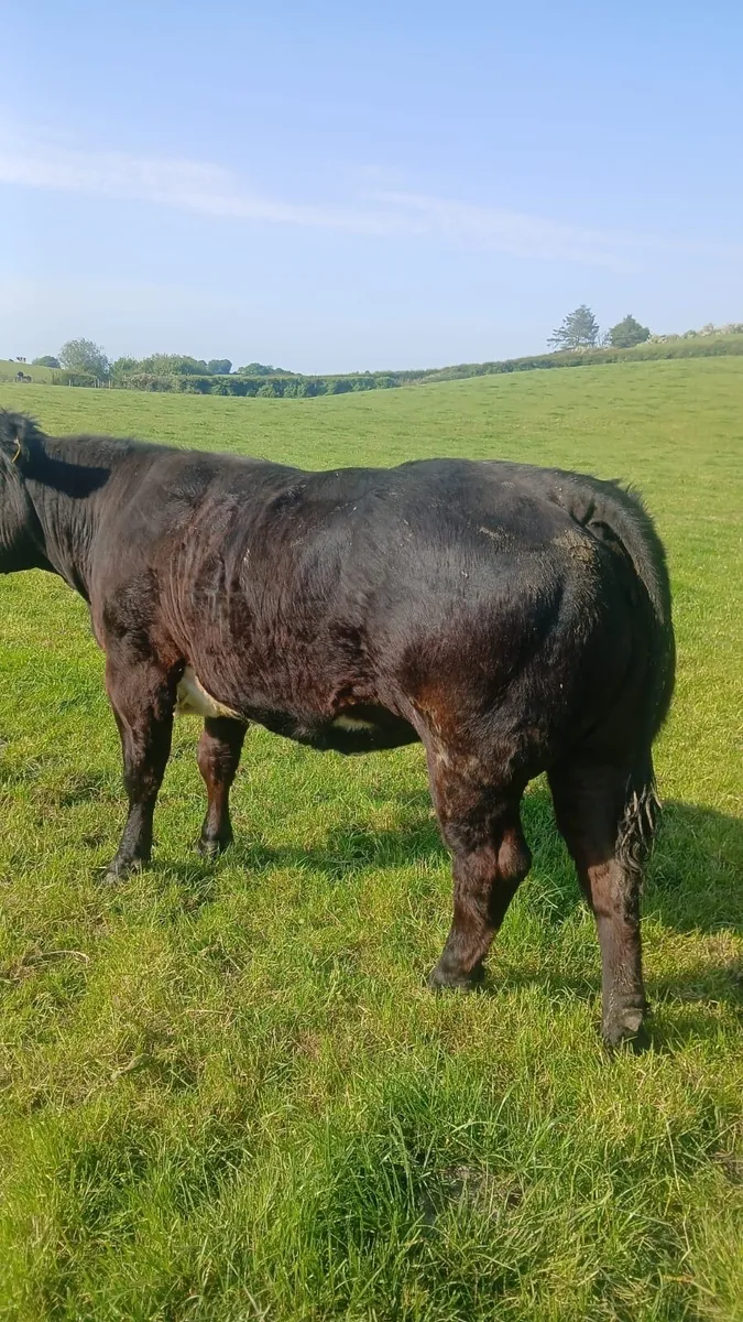 Livestock - Image 4