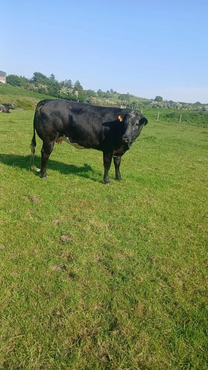 Livestock - Image 1