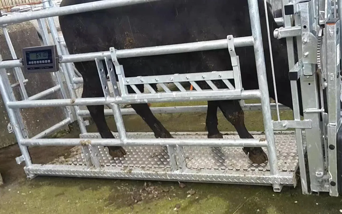 Cattle Weighing scales -Custum made - Image 1