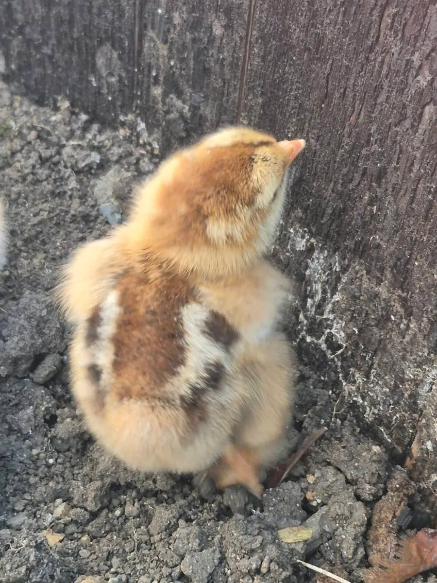 Brahma chicks - Image 1