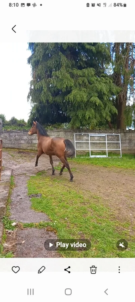 Horse - Image 2