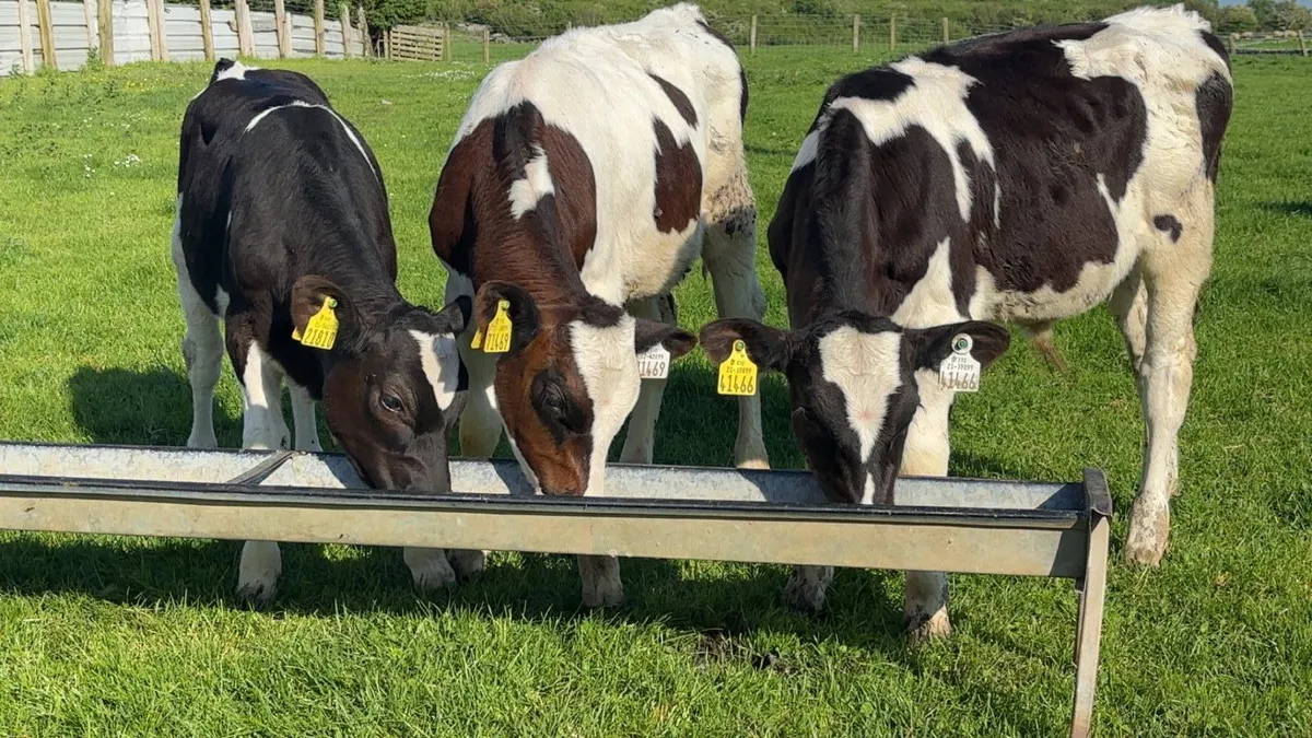 3 British Freisian Bull Runners - Image 4