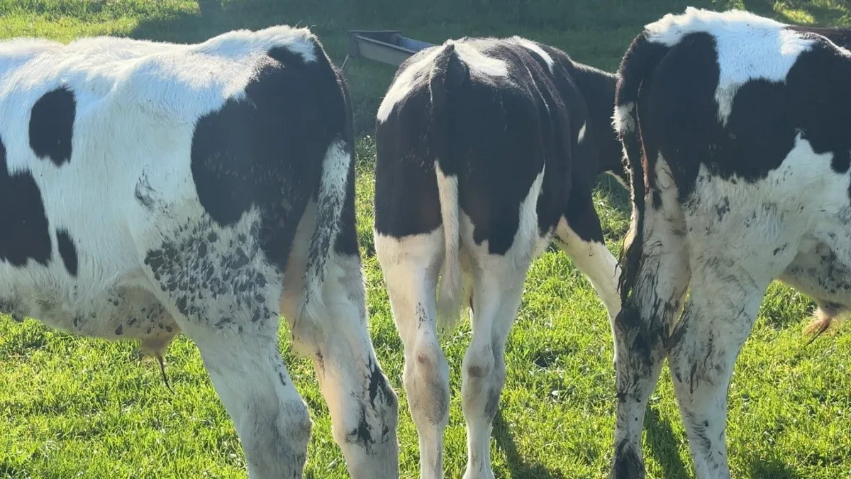 3 British Freisian Bull Runners - Image 2